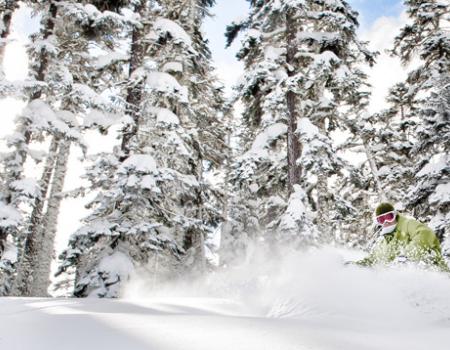 fresh snow on tree branches